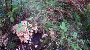 18+.опята.ведро с одного пня