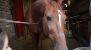 Кормим Лошадь вместе. Развивающее видео для детей про Животных 2018