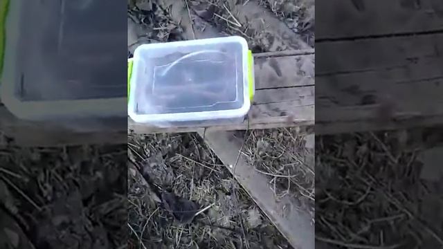 самодельный електропастух смотреть онлайн