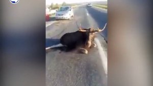 Сбивают лосей