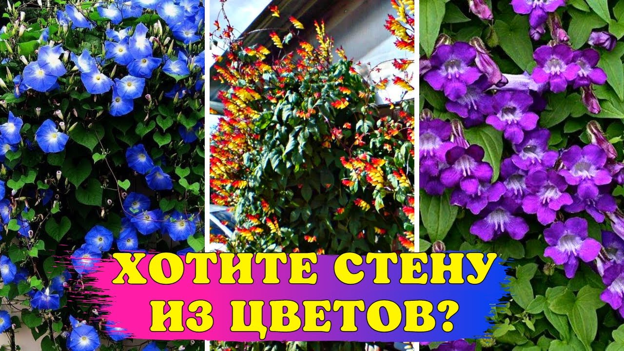 СУПЕР ЦВЕТЫ без рассады Лучшие неприхотливые однолетники для вертикального озеленения