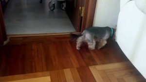 Малышка Йорк стандарт играет с мамой