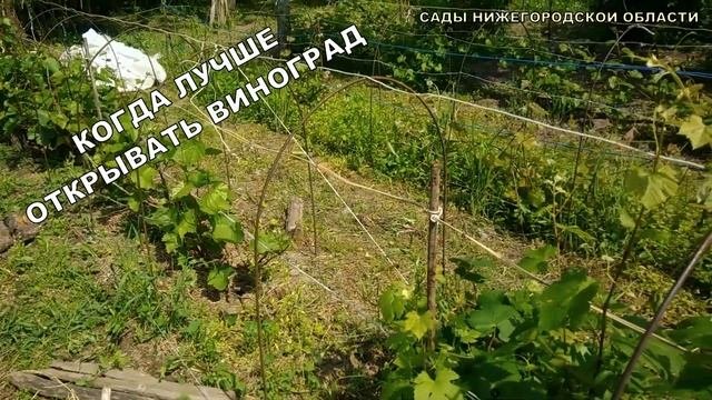 Когда открывать виноград.Открытие винограда весной