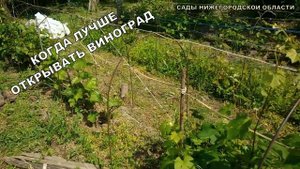Когда открывать виноград.Открытие винограда весной