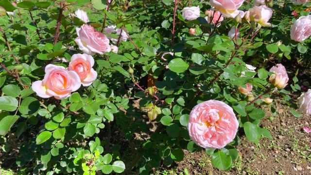 Kordes rose Märchenzauber смотреть онлайн