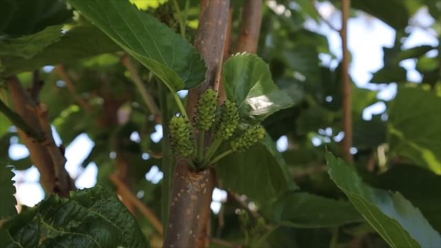 22 Edible Perennial Plants for Abundant Edible Gardens ? смотреть онлайн