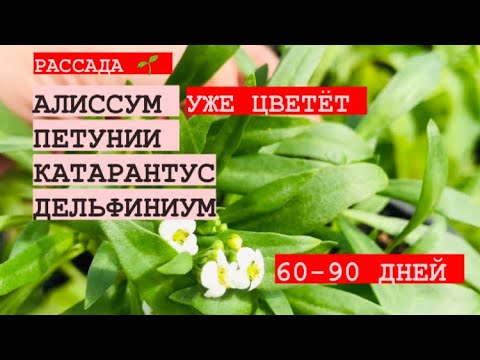 ОДНОЛЕТНИКИ РАССАДА ? 60-90 ДНЕЙ.mp4