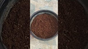 how to grow nemesis from seed. ( easy trick)