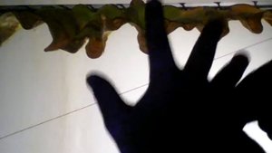 Как без боли порезать палец