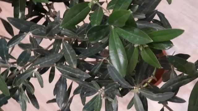 ПРОСТОЙ УХОД ЗА ОЛИВОЙ (ОЛИВКОЙ) В КВАРТИРЕ!