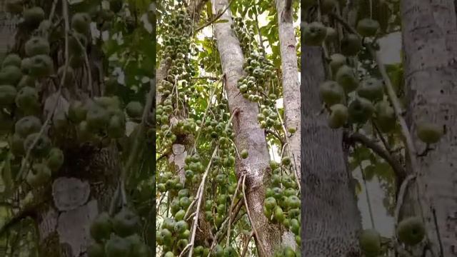 cluster Fig /fig tree/ tubog/tibig #kubkub #kakubkub #mgakakubkub #dansoykubkub #food #youtubeshort