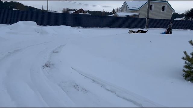 Катание на санях с упряжкой. Ездовой волкособ ГулДан ? смотреть онлайн