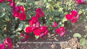 САЖЕНЦЫ РОЗ с красивым и долгим цветением💐💐💐