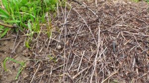 МУРАВЬИ УБИЙЦЫ - спасаются единицы! Видео КРУПНЫМ ПЛАНОМ Formica rufa