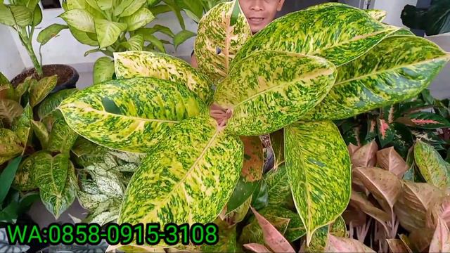 AGLONEMA RUMPUN смотреть онлайн