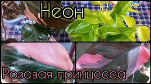 Филодендрон Розовая Принцесса и Эпипремнум Неон?Невероятно смотрятся вместе?Размножение,Укоренение