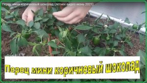 Перец мини коричневый шоколад (летнее видео июнь 2021)