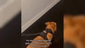 Лучшие видео с кошками? и собаками? 2023 года!