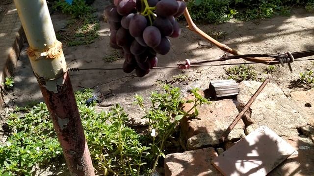 Туз Бордо- ранний виноград смотреть онлайн