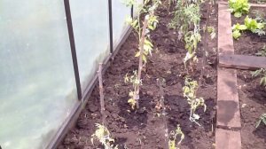 Томаты с клубникой не совместимы .