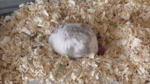 СЮРПРИЗ от хомки Милки / Хомячиха рожает / Хомячата кэмпбелла / Alisa Easy Pets