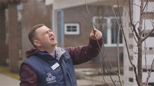 Как правильно проводить формирование и обрезку косточковых культур.Обрезка сливы. смотреть онлайн