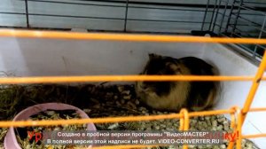 Мы идем в зоомагазин за морской свинкой...