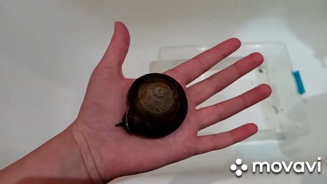 Уборка у улиток. Лайфхаки для уборки контейнеров! смотреть онлайн