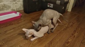 Вязка сфинкс донской. Стич вяжет Меланхолию. Милейшая кошечка!