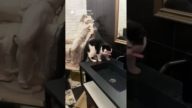 Кот блогер просит тебя побриться