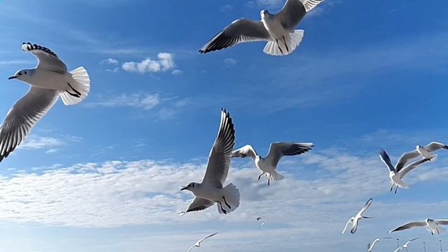 чёрное море, чайки смотреть онлайн