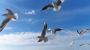 чёрное море, чайки