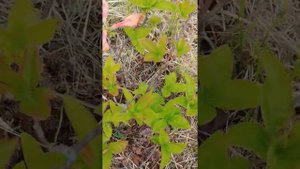 Rhododendron Mandarin Liahts