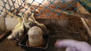 Гусята в ДЕКАБРЕ содержание в зимнее время