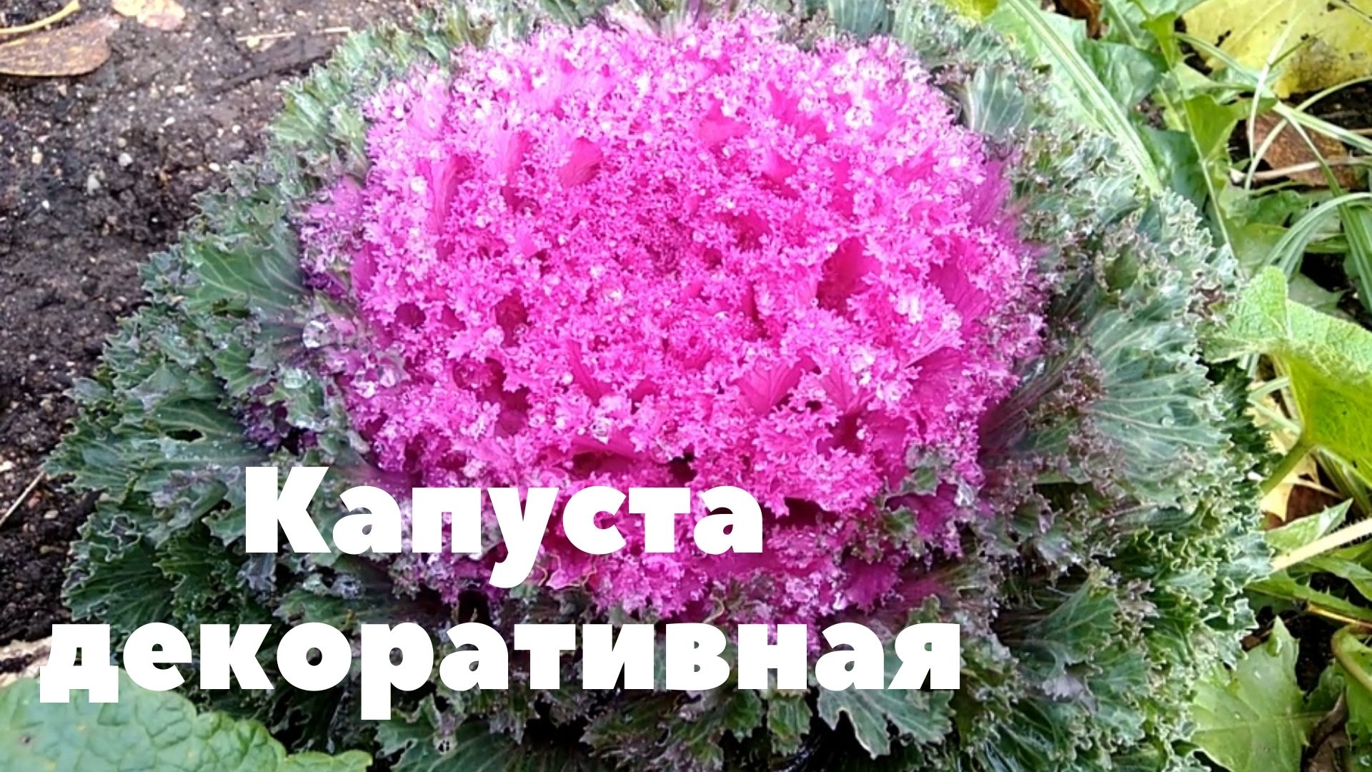 Декоративная капуста. Весьма выносливое и стойкое растение.