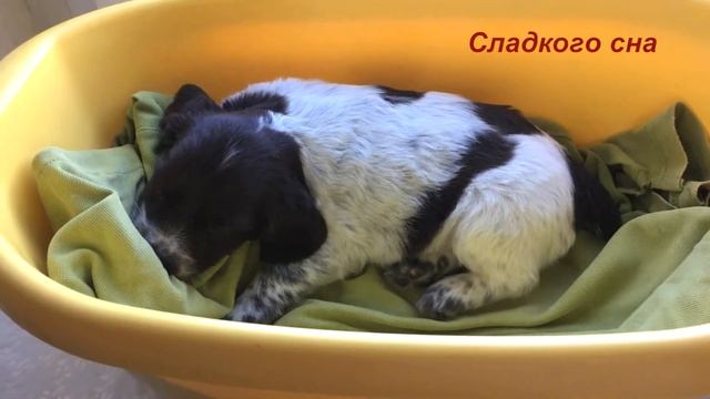 ХРАП ЩЕНКА. КОКЕР СПАНИЕЛЬ 1.5 месяцев смотреть онлайн