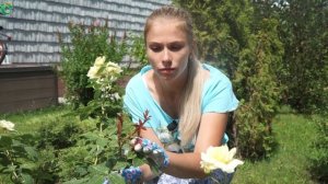 Роза стала Шиповником Что делать ☘ Как не допустить перерождение розы