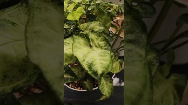 сингониум пикси смотреть онлайн