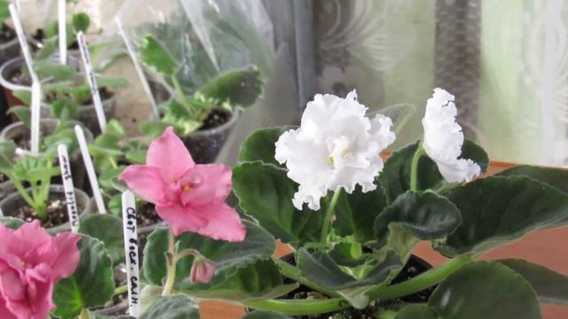 Что выгоднее покупать черенки фиалки или детки. смотреть онлайн