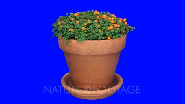 Time-lapse of growing nertera granadensis plant (coral bead plant, pin-cushion plant, coral moss .. смотреть онлайн