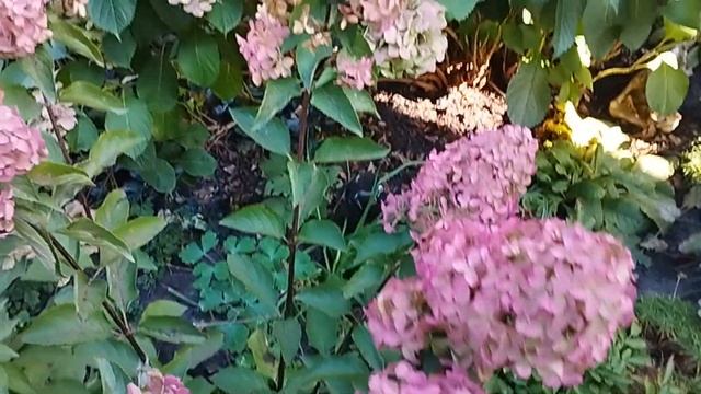 Многолетние растения, которые имеют декоративный вид в конце сентября.