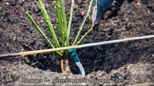 Роза Самба