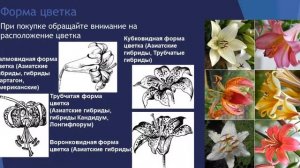 Азиатские или восточные гибриды лилий