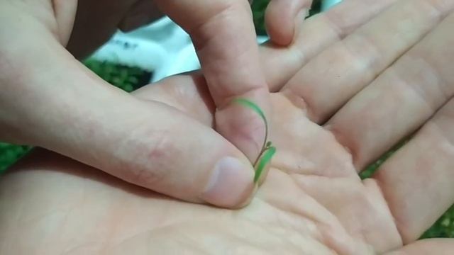 Выращиванием 30 видов микрозелени. День 16 смотреть онлайн