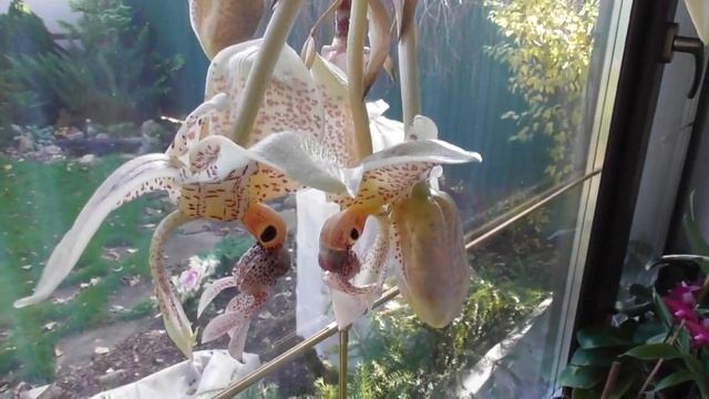 Аромат сводит с ума)Зацвела самая шикарная орхидея.Stanhopea oculata.