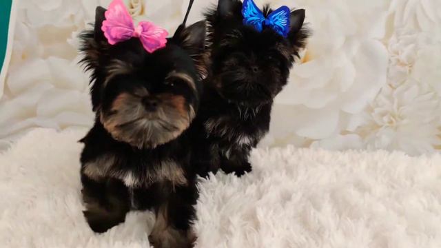 щенки цветного йорка. www.dog-mini.ru