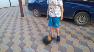 Как научиться делать трюк для футбола под названием навес