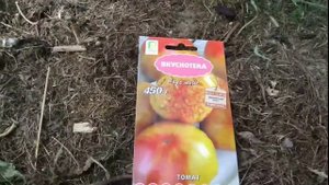 Томат Медовый салют. Беру в коллекцию .