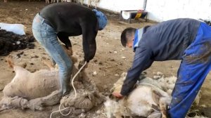 Стригаем овец стрижка овец мсу 200 қой қырқу 87076559505