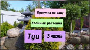 Прогулка по саду.Хвойные растения.Туи - ( 3 часть).